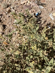 Heliotropium arbainense