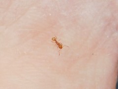 Wasmannia auropunctata