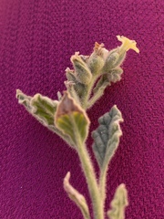 Heliotropium arbainense