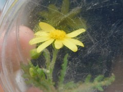 Senecio vernalis