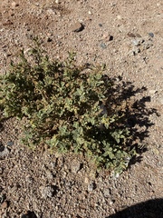 Heliotropium arbainense