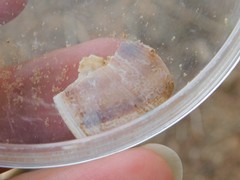 Cornu aspersum
