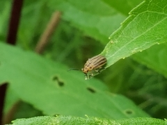 Ophraella sexvittata