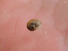 Cornu aspersum