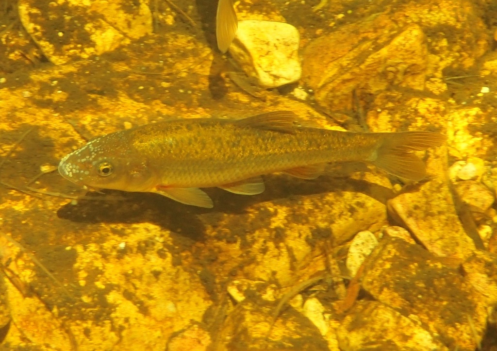 Giant Redfin