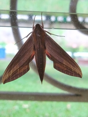 Xylophanes neoptolemus