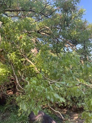 Steganotaenia araliacea
