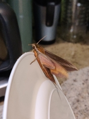 Xylophanes neoptolemus