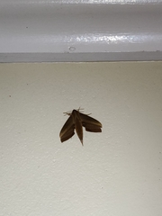 Xylophanes neoptolemus