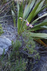 Senecio umbellatus