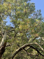 Steganotaenia araliacea