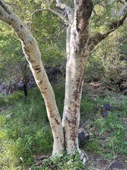 Steganotaenia araliacea
