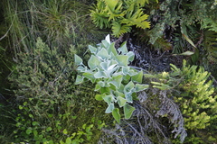 Senecio verbascifolius