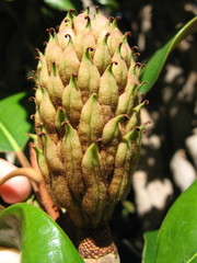 Magnolia grandiflora