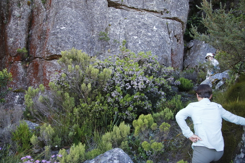 Image of Erica caterviflora by (c) Tony Rebelo, some rights reserved (CC BY-SA)