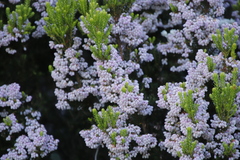 Erica caterviflora