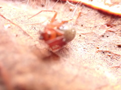 Nesticodes