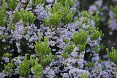 Erica caterviflora