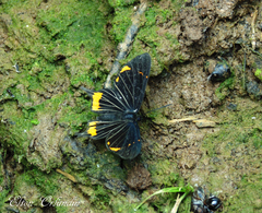 Barbicornis basilis mona