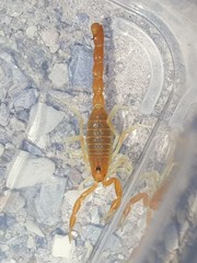 Parabuthus capensis