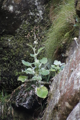 Senecio verbascifolius