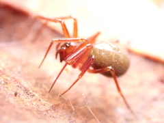 Nesticodes