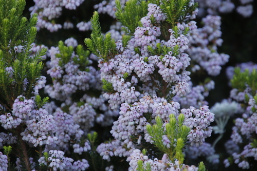 Image of Erica caterviflora by (c) Tony Rebelo, some rights reserved (CC BY-SA)