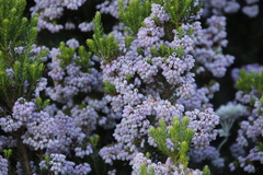 Erica caterviflora