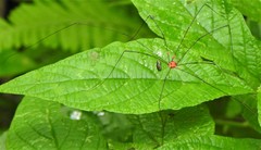 Holcobunus nigripalpis