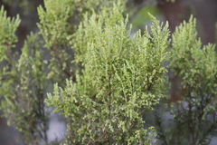 Erica urceolata
