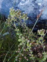 Pseudoselago peninsulae