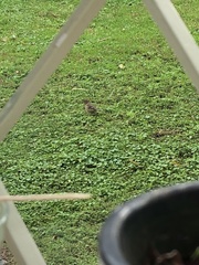 Fringilla coelebs