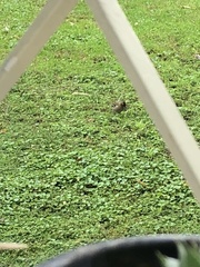 Fringilla coelebs