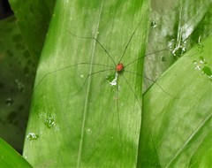 Holcobunus nigripalpis