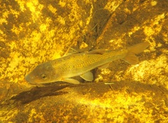 Pseudobarbus skeltoni