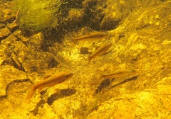 Pseudobarbus skeltoni