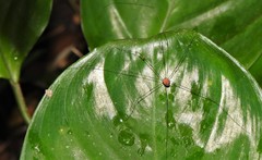 Holcobunus nigripalpis