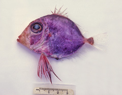 Cyttopsis rosea