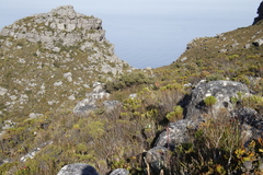 Cliffortia tridentata