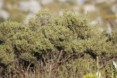Cliffortia tridentata