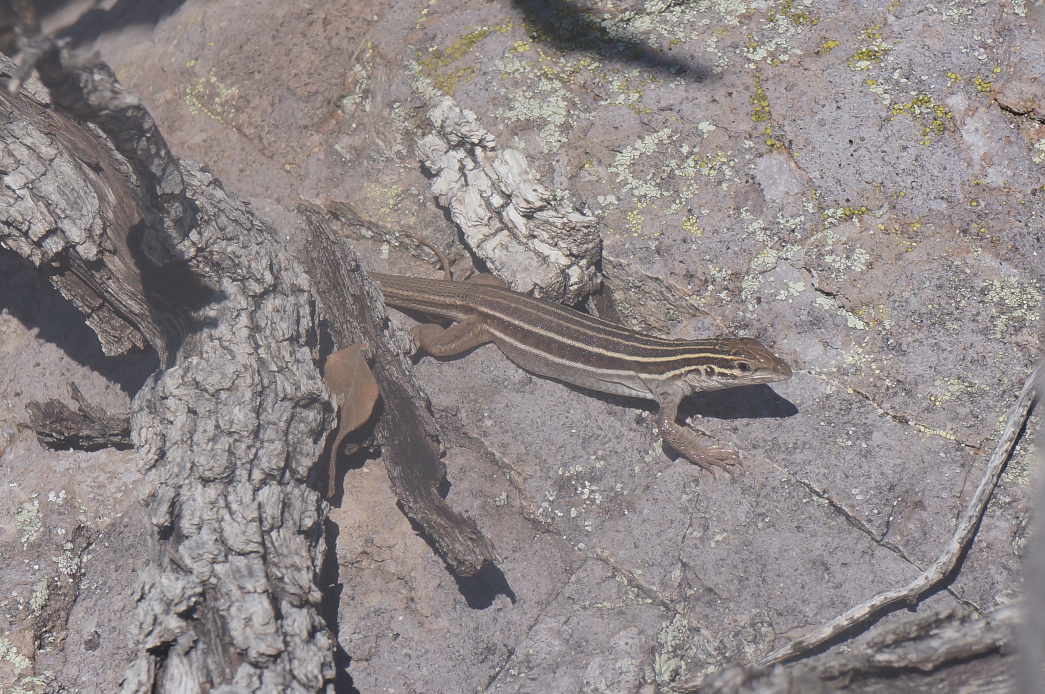 Opata Whiptail photo 2