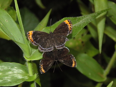 Charis cadytis