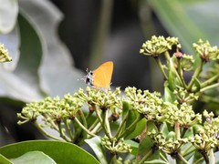 Pseudotajuria donatana