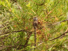 Pinheyschna subpupillata