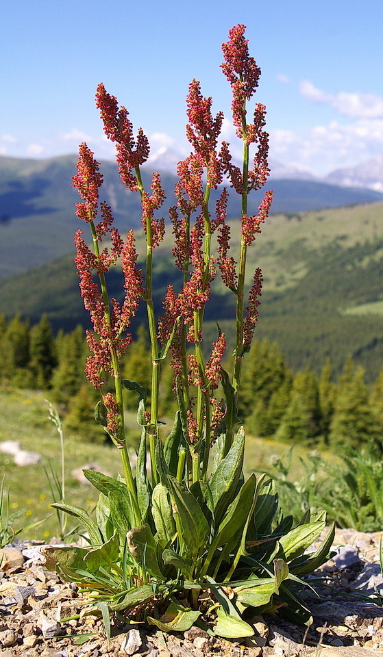 Lapland mountain sorrel