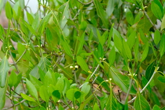 Coptosperma rhodesiacum