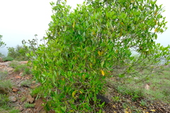 Coptosperma rhodesiacum