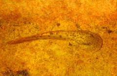 Heleophryne purcelli