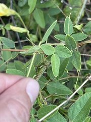 Rhynchosia totta