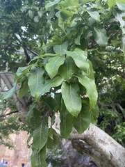 Ficus ingens
